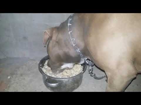 The monstre FRANK KOM