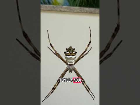 400 baby spiders in the web! Do you know why they don't stick?