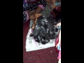 Playing Barbies With My Little Sister Zoe