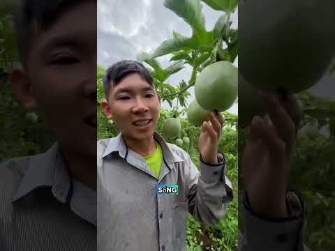 Kỹ thuật chăm sóc