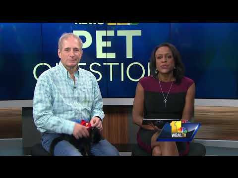 Pet Questions: Dog won't eat after surgery.