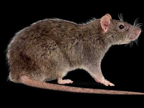 Spideyyy - Cha Cha 2021