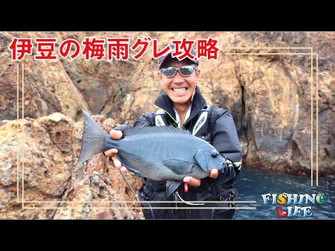 静岡県伊豆神子元島で狙う・シーズン終盤　梅雨グレ攻略