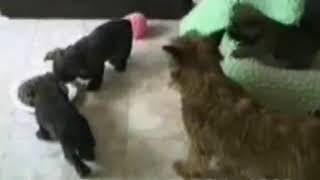 Приколы про животных и танцы