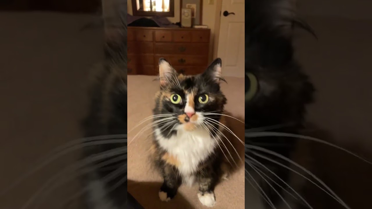 Enlarge Minerva, a Adoptable Domestic Long Hair in Pacific Grove, CA video 6/6