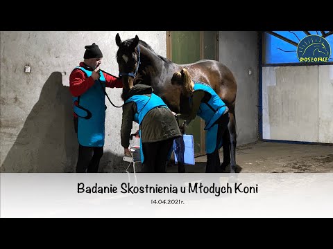 Badanie skostnienia u młodych koni 14.04.2021 r  Stajnia Rosłońce