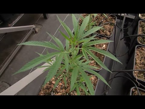 CANNABIS MEDICINAL PURPLE DRAGON SOPO CUNDINAMARCA