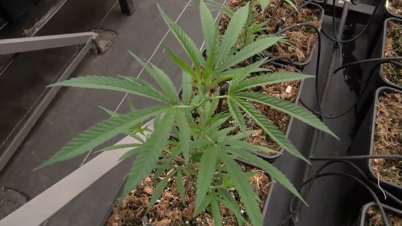 CANNABIS MEDICINAL PURPLE DRAGON SOPO CUNDINAMARCA