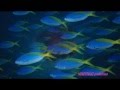 Arthur Lyman -  Aloha No Honolulu