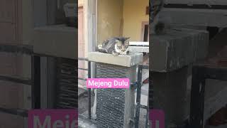 Download lagu #Kucing#Lagi Santai#Short fyp# mp3
