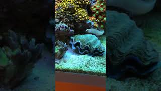Golden Dwarf Eel eating clam 2