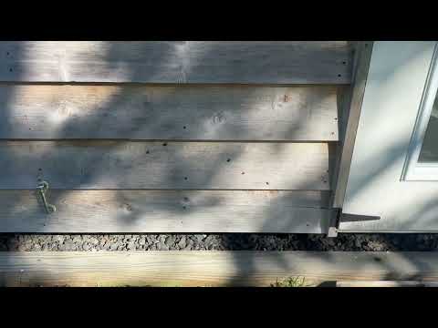 Boxelder Bugs Take Control of Sleeper Shed...