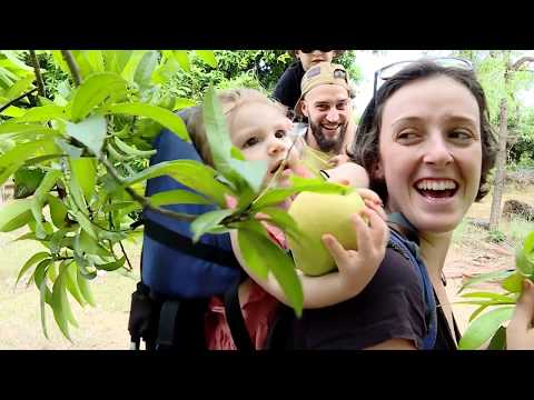 Hanu Reddy Mango Tourism, Hanu Reddy Mangoes