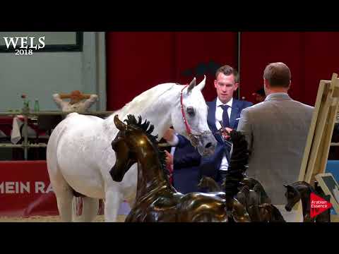N.90 AL FAKHIR - Wels 2018 - 11 Years Old and Older Stallions (Class 11)