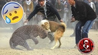 TOP 10 INCREÍBLES PELEAS ENTRE ANIMALES CAPTADAS EN VÍDEO