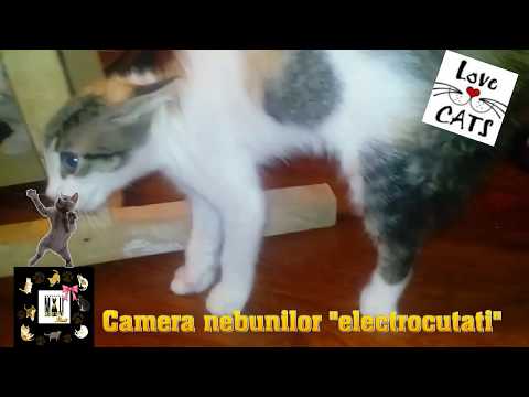 The "electrocuted" madhouse -Camera nebunilor "electrocutati"