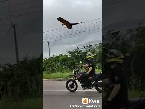 VOA ARARINHA #shorts