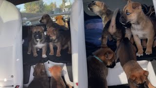 The Puppies Got Escaped While I Was Driving!