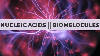 Nucleic Acids (Part 1 of 2) || Biomolecules || Class XII || Chapter 14