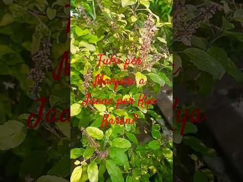 Tulsi per Manjari a Jaane per Kya Karen??? #tulsimanjari #nature #youtubeshorts 🌲🎄