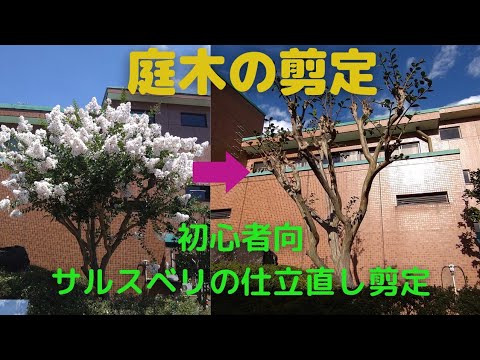 インドライラックの色あせた花は切ったほうがいいでしょうか？夏のサルスベリの剪定について知っておくべきことすべて  庭園