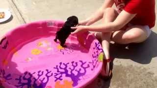 Luna the baby pug's first time in the pool ❤️