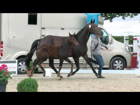 Stf v Vivaldos x Antango x Silvio I 2020