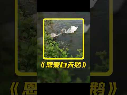 白天鹅“逼迫”人类救妻子，获救还知道登门拜谢。 #animals #动物 #shorts