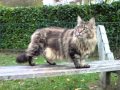 Cannelle- Maine coon aveugle et IRC/ Blind maine ...