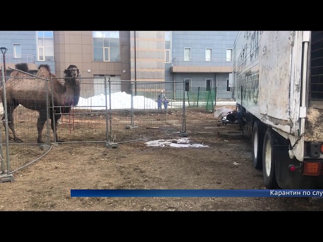 Ангарчане помогли артистам бродячего цирка