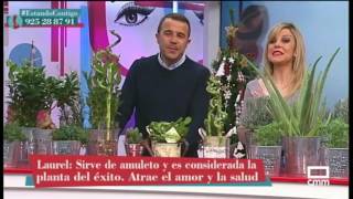 Las plantas de la suerte