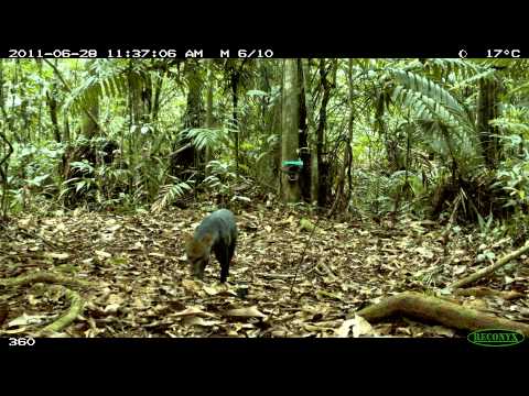 download lagu mp3 mp4 Tocorito Del Monte, download mp3 Tocorito Del Monte free downloadn, video klip Tocorito Del Monte