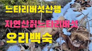 자연산칡느타리버섯 오리백숙 쫄깃 쫄깃한  고기 맛이 끝내줍니다 시골농부겨울 약초 식용버섯산행