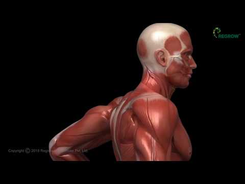 Hip Avascular Necrosis(AVN) Bone Cell Therapy at Regrow® | OSSGROW® : Treatment Procedure