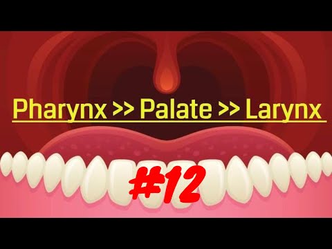 Pharynx---Palate----Larynx.