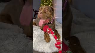 Video preview image #1 Mutt Puppy For Sale in Goodyear, AZ, USA