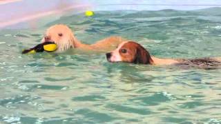 Loki koirauimalassa 3.4.2012