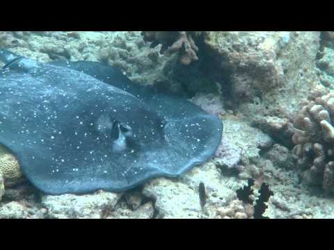 Подводный мир Biyadoo  часть 2