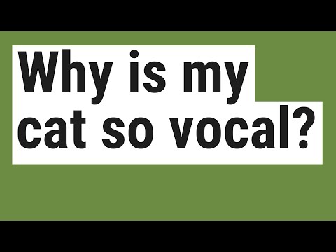 Why is my cat so vocal?