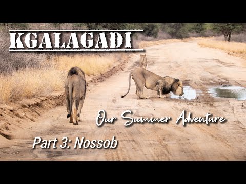 Kgalagadi: Our Summer Adventure - Part 3 NOSSOB, scorpions, snakes and storms :)