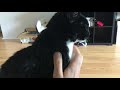 Tuxedo Cat Chin Scratching Satisfaction