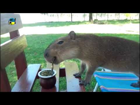 CARPINCHO TOMANDO MATE, LA IMAGEN DISTINTA DE PALENQUE AGROPECUARIO