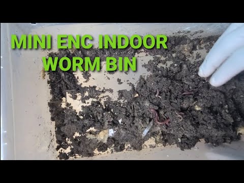 Indoor ENC Worm Bin Update | Feeding ENCS