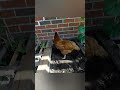 Watching My Pet Hen Cozily Naps In Peaceful Slumber Featheredbeauty Mypetchicken Chicken Pets