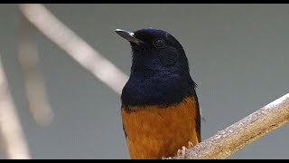 Download lagu Masteran Semua Ocehan Paket Komplit Masteran Yg Disukai Juri  Murai, Kacer, Cucak Ijo, Sulgun Dll mp3 Download lagu Masteran Semua Ocehan Paket Komplit Masteran Yg Disukai Juri  Murai, Kacer, Cucak Ijo, Sulgun Dll mp3