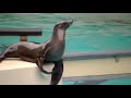 Sea lion clapping