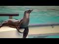 Sea Lion Clapping
