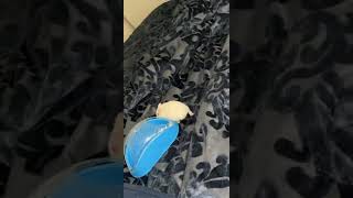 Kam Dwarf Hamster Rodents Videos