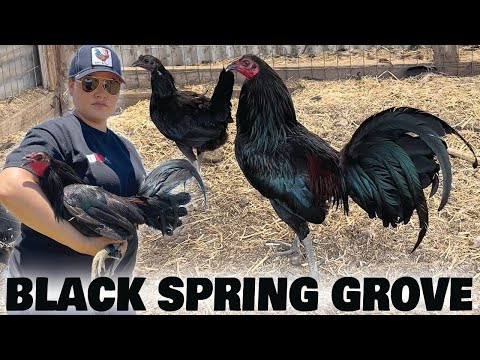 CALIFORNIA Beautiful Black Birds Grey Dom Bulicos SPRING GROVE Farm Visit