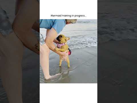 Funny Frenchie Pup Doesn't Know What to Do on Beach!